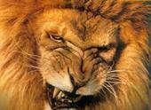 lion profile picture