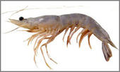 King Prawn profile picture