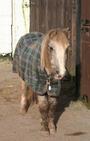 Lluest Horse and Pony Trust profile picture