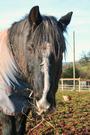 Lluest Horse and Pony Trust profile picture