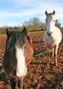 Lluest Horse and Pony Trust profile picture