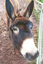 Lluest Horse and Pony Trust profile picture