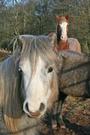 Lluest Horse and Pony Trust profile picture