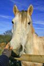 Lluest Horse and Pony Trust profile picture