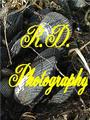 R.D. Photography profile picture