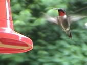 ~HummingBird~ profile picture