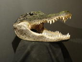 Alligator Head profile picture