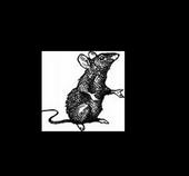 The Black Rats...NEW SONG!!! profile picture