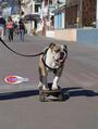 Pacific Beach California profile picture