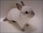 Peter Cottontail profile picture