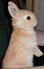 Peter Cottontail profile picture