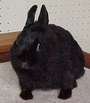 Peter Cottontail profile picture