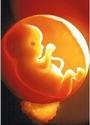 Let's all come together. Pro-life! profile picture