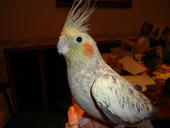 Mr. Bird profile picture