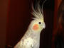 Mr. Bird profile picture