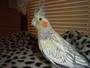 Mr. Bird profile picture