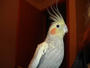 Mr. Bird profile picture