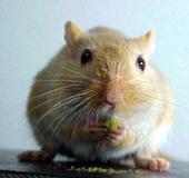 Richard Gere's Gerbil profile picture