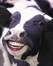 Cow profile picture