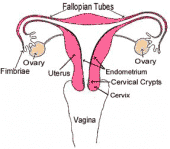 fallopian tube profile picture