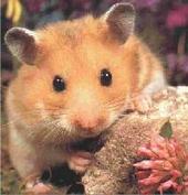 thatcutehamster