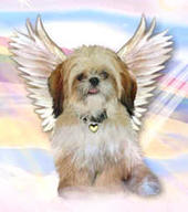 Gay Angel Dog profile picture