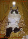 Scooter,R.I.P. 2002-2007 profile picture