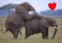 Love Elephant profile picture