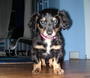 Sausage the Dog profile picture