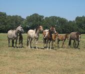 gallowayprorodeo