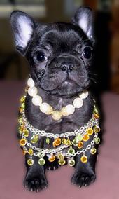 myfrenchbulldog