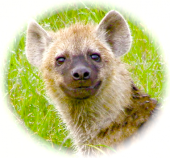 HYENA profile picture