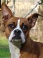 Lone Star Boxer Rescue - Houston profile picture