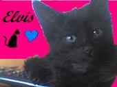 Elvis the black cat profile picture