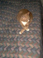 R.I.P Tigger - you will be missed by all profile picture