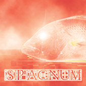 Spacnum Records profile picture