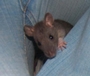 Da Girlly Rats profile picture