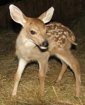 Turtle Ridge Wildlife Center profile picture