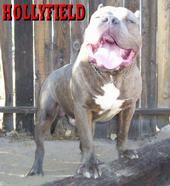 TRACK HOUSE ENT. & PITBULLS profile picture