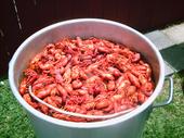 Crawfish Boil profile picture