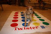 Twister Anyone? profile picture