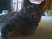 Lost Cat! Smokey - Greenville, SC profile picture