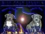 BLUE COAT KENNELS OF TEXAS profile picture