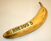 RHESUS 5 profile picture