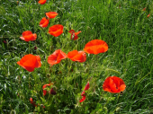 RED POPPIES profile picture