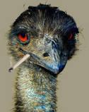 Hepatitis EMU profile picture