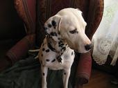 Dalmatian Family Zip & Monty are enjoying the  profile picture