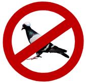 No Pigeons profile picture