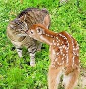 kitten meets fawn! profile picture