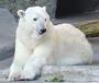 Save Polar Bears profile picture